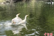 琼中吉林：罕见白鸬鹚连续两年“故地重游”