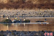 琼中歙县完成安徽首个县域生物多样性调查 共记录物种近4千种