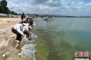琼中云南江川举行增殖放流活动 逾54万尾鱼游入星云湖